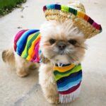 17 Cutest Shih Tzu Halloween Costumes with GREAT Reviews.