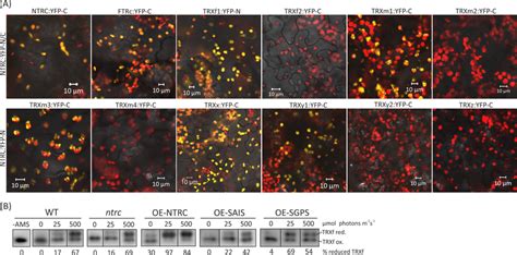 Interactions Between Ntrc And The Fd Trx System A Merged Chl Red