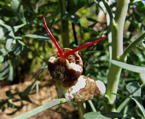 The Giant Swallowtail Caterpillar Showing His Osmeterium They Turn Into One Of The Biggest