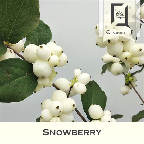 Snowberry - QuadrupleFlower