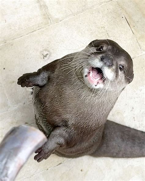 Создать мем "морская выдра, выдра обыкновенная, выдра речная домашняя ...