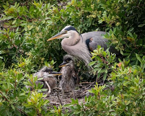 Herons and Egrets | WP3 Photography