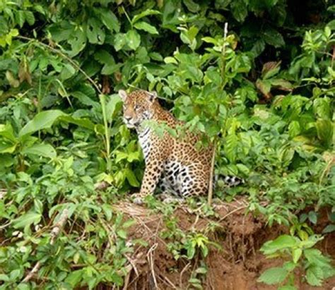 5 Day Jungle Tour Madidi Jungle Ecolodge