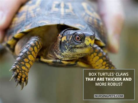 Turtle Claws 101: Do Turtles Have Claws? - Nursing Pets