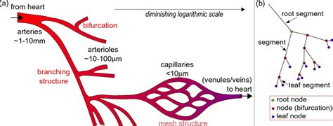 (a) Schematic showing the relative sizes and structures of arteries ...