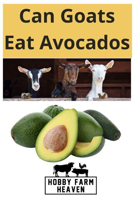 toxicity warning  goats eat avocados safely hobby farm heaven