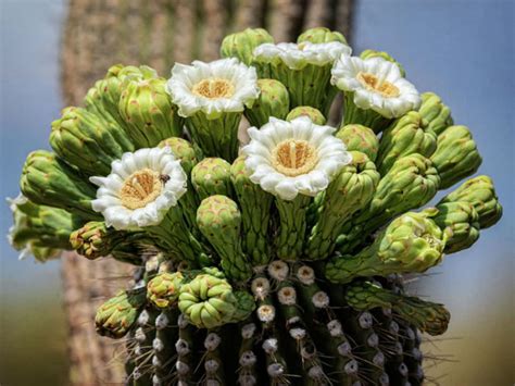 Carnegiea Gigantea Saguaro World Of Succulents