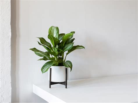 How To Care For And Grow Your Silver Evergreen — Plant Care Tips And