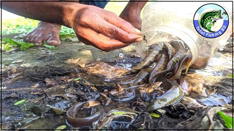 How To Make Bottle Fish Trap Boy Catch Fish With Plastic Bottle Fish