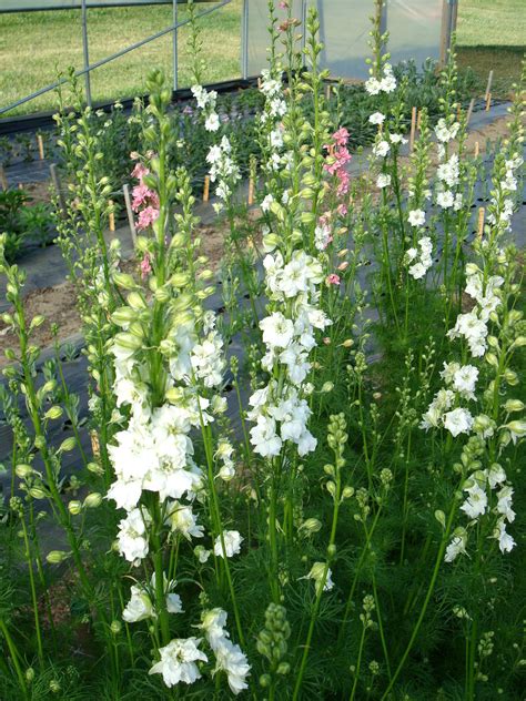 Larkspur Cornell High Tunnels