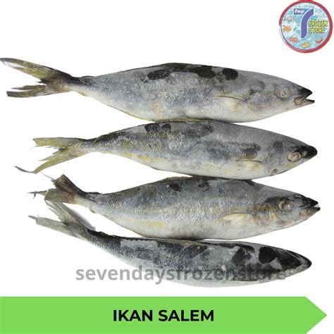 Jual Ikan Salem Beku Frozen Shopee Indonesia