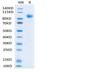 Recombinant Human Erbb Her Protein C His Avi Hek Scientist