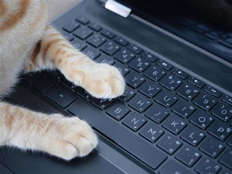 Cat paw on keyboard of laptop 16664398 Stock Photo at Vecteezy