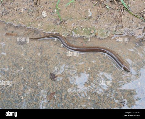 Fish That Looks Like A Snake