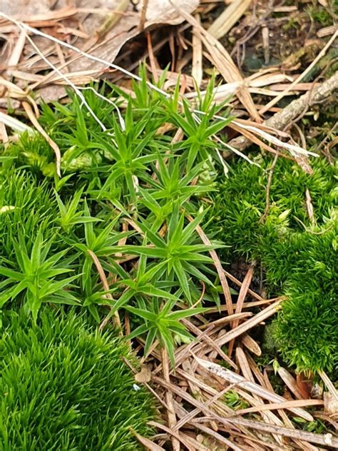 Gerand Haarmos Polytrichum Longisetum Waarneming Nl