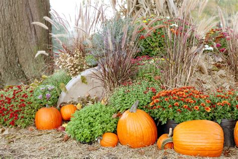 Pumpkin Display Free Stock Photo Public Domain Pictures