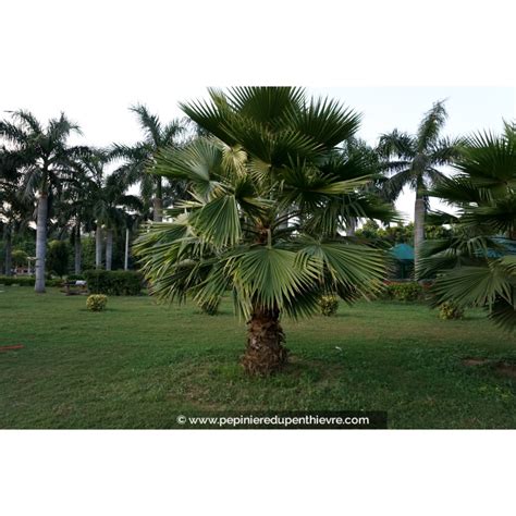 Washingtonia Robusta Palmier Mexique Jupon P Pini Re Du Penthi Vre