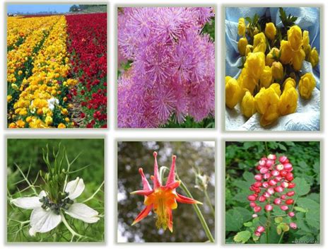 Семейство лютиковые - презентация онлайн