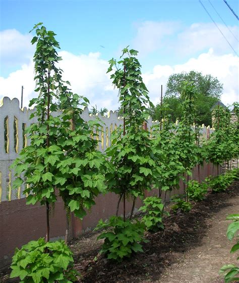 Смородина на участке (72 фото) - фото - картинки и рисунки: скачать ...