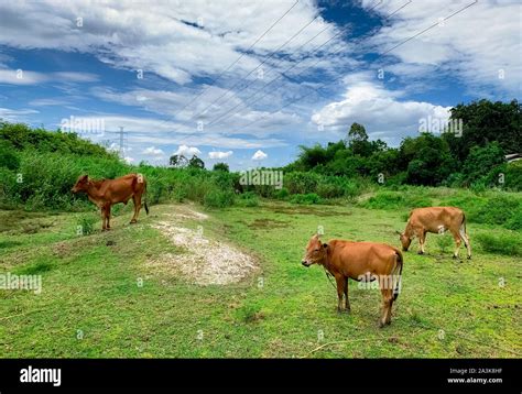 Herd Of Cow Grazing Green Grass In Meadow Brown Cow In Pasture Beef