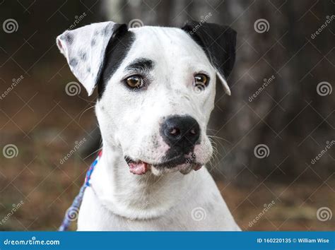 White and Black Dalmatian Pitbull Mix Breed Dog Stock Image - Image of ...