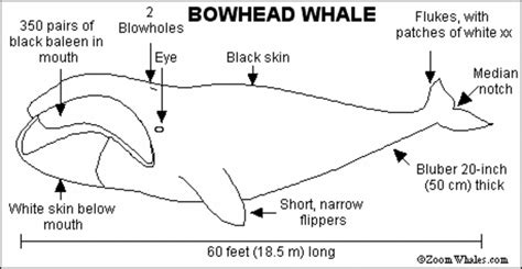 Diagram of Bowhead Whale Worksheet for 2nd - 3rd Grade | Lesson Planet