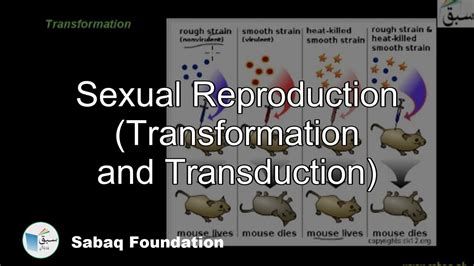 Sexual Reproduction Transformation And Transduction Biology Lecture