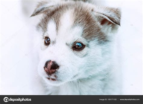 Husky Puppies Wallpaper With Blue Eyes