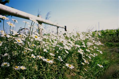 Hambledon Vineyard Fuji Provia F