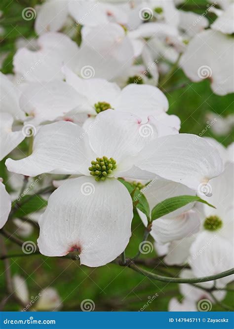 tree with large white flowers 2