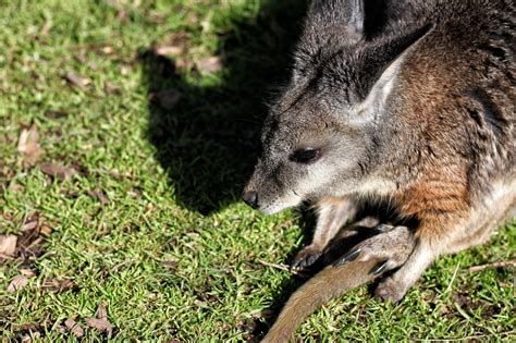 Definitive Guide To Tammar Wallaby Facts Habitat Conservation Status