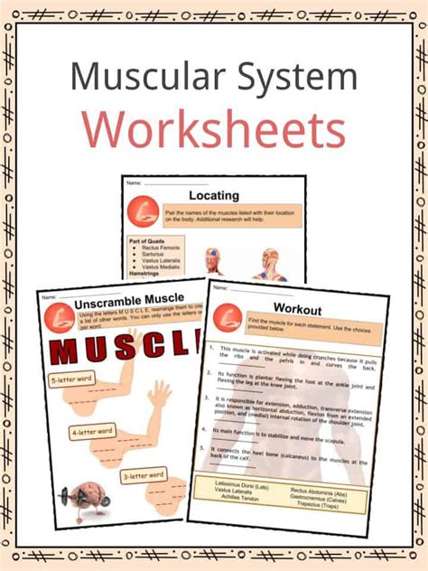 Types Of Muscle Tissue Worksheet