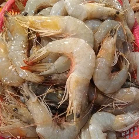 Jual Udang Jerbung Frozen Size Pcs Per Kg Shopee Indonesia