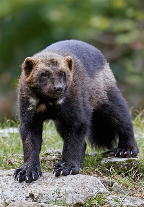 Wolverine - Facts, Diet & Habitat Information