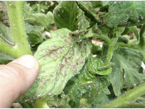 Control de la tuta del tomate guía con métodos efectivos