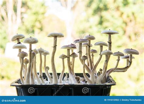 Psilocybin Cubensis Mushroom Growing Albino A Strain Fresh Psilocybin