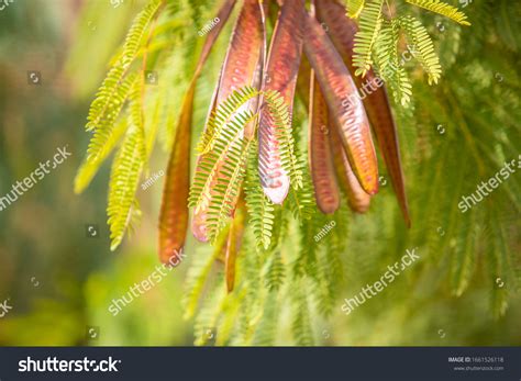 acacia catechu royalty  images stock  pictures