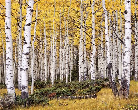 What Is A Grove Of Aspen Trees at Numbers Mcleod blog