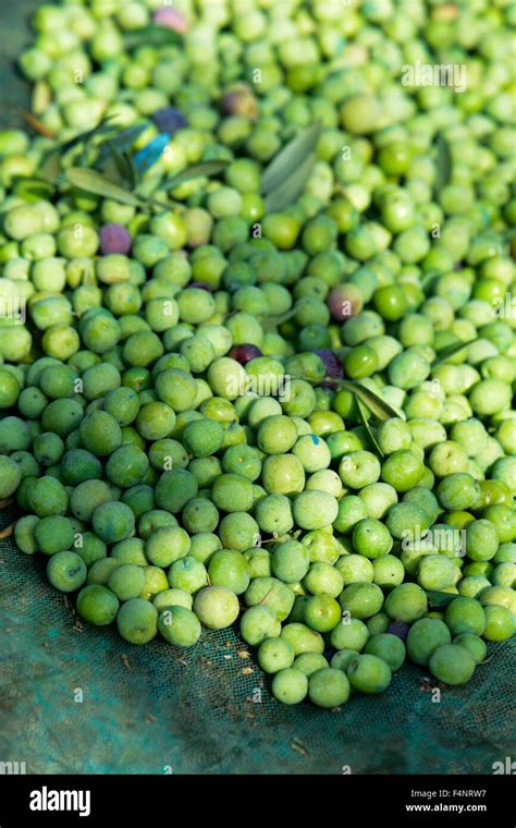 Olives Harvesting Hi Res Stock Photography And Images Alamy