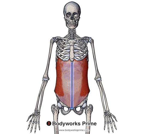 External Oblique Muscle Anatomy - Bodyworks Prime