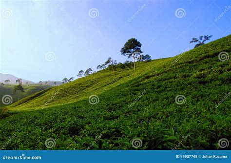 Kemuning Tea Plantation stock photo. Image of agriculture - 95937748