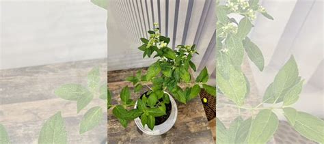 Гортензия купить в Екатеринбурге | Товары для дома и дачи | Авито