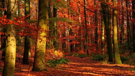 Autumn Woods Wallpapers - Top Free Download Collection