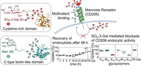 Mannose Receptor