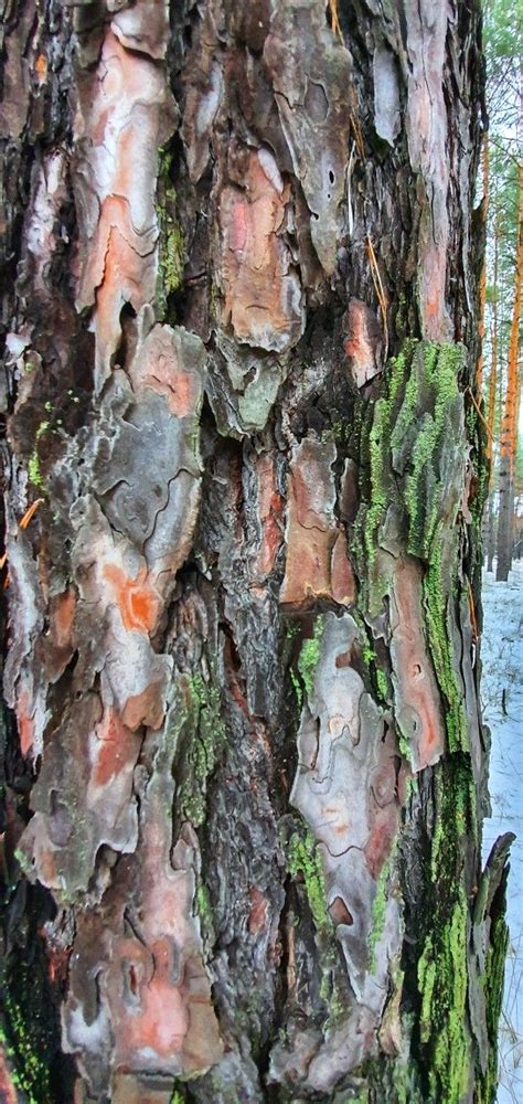 Кора дерева. Ліс