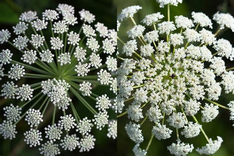 Poison Hemlock Vs Queen Annes Lace What Is The Difference Botany World