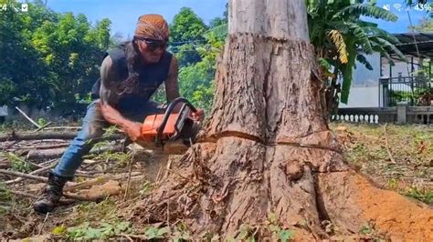 Keterampilan Luar Biasa Menebang Dan Merajang Kayu Jati Stihl Ms381