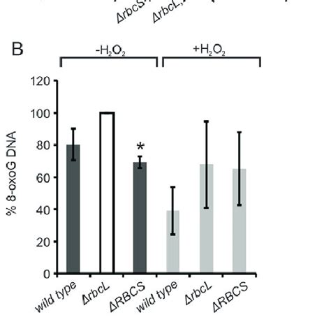 The In Situ Distribution Of Oxog Rna In Chlamydomonas A Wild Type