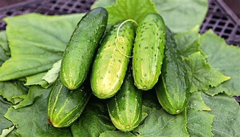 Огурец Герман F1. Купить семена огурца Герман F1 от Seminis. Агрофирма ...