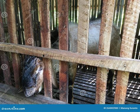 Very Fat Goat Stock Photo Image Of Sheep Brown Wooden 264002988